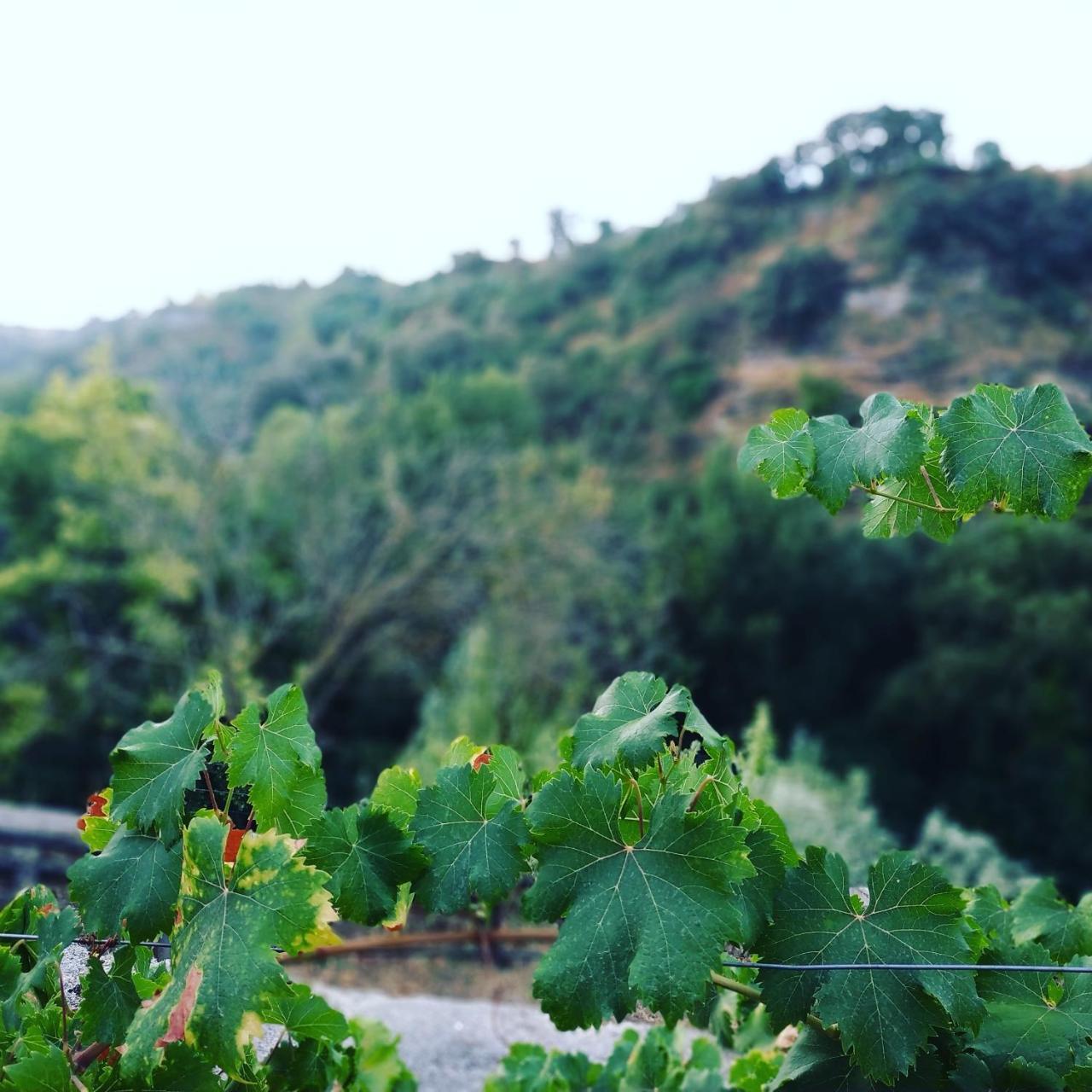 Hotel Ignacia - Naturaleza Entre Ronda Y Setenil Arriate